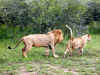 ng-safari-lion-1-mate-approach-600.jpg (155287 bytes)