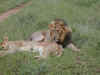 ng-safari-lion-2-3-600.jpg (87308 bytes)
