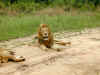 ng-safari-lion-3-5-600.jpg (115046 bytes)