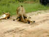 ng-safari-lion-3-mating-600.jpg (116810 bytes)