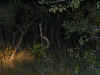 ng-safari-python-1-600.jpg (107973 bytes)