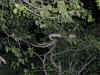 ng-safari-python-7-600.jpg (103441 bytes)