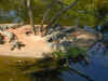 sc-crocodile-babies-island-turtle-600.jpg (102956 bytes)