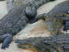 sc-crocodile-feeding-2-600.jpg (83693 bytes)