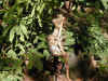 tz-saf-lake-manyara-baboon-babies-playing-600.jpg (124650 bytes)