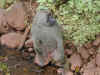 tz-saf-lake-manyara-baboon-pene-600.jpg (94048 bytes)