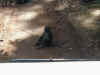 tz-saf-lake-manyara-baboon-sitting-road-600.jpg (85264 bytes)