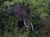 tz-saf-lake-manyara-elephant-close-1-600.jpg (123438 bytes)
