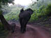 tz-saf-lake-manyara-elephant-close-pair-butt-600.jpg (109408 bytes)