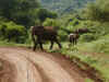 tz-saf-lake-manyara-elephant-cross-road-600.jpg (125021 bytes)