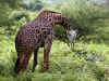 tz-saf-lake-manyara-giraffe-eating-600.jpg (154144 bytes)