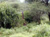 tz-saf-lake-manyara-giraffe-sit-2-600.jpg (152998 bytes)