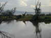 tz-saf-lake-manyara-giraffe-water-600.jpg (61834 bytes)
