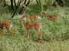tz-saf-lake-manyara-impala-bachelors-2-600.jpg (139752 bytes)