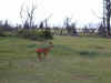 tz-saf-lake-manyara-impala-stud-600.jpg (63622 bytes)
