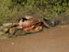 tz-saf-ngor-cape-buffalo-carcus-600.jpg (132362 bytes)
