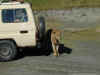 tz-saf-ngor-lion-truck-600.jpg (84684 bytes)