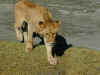 tz-saf-ngor-lioness-close-walking-600.jpg (114188 bytes)