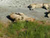 tz-saf-ngor-lioness-cuddle-2-600.jpg (138449 bytes)