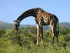 tz-saf-ngor-road-giraffe-1-600.jpg (109485 bytes)