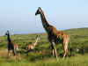 tz-saf-ngor-road-giraffe-2-600.jpg (90638 bytes)