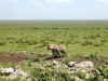 tz-saf-ngor-road-hyena-600.jpg (116793 bytes)