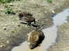 tz-saf-ngor-road-sick-hyena-vulture-3-600.jpg (139098 bytes)