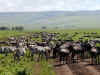 tz-saf-ngor-wildebeest-zebra-4-600.jpg (107253 bytes)