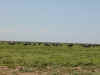 tz-saf-serengeti-herds-2-600.jpg (69207 bytes)
