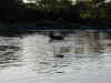 tz-saf-serengeti-hippo-4-600.jpg (85534 bytes)