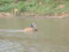 th-chiang-rai-elephant-village-elephant-river-2-600.jpg (83877 bytes)