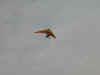 vf-zam-micro-kristen-sky-3-600.jpg (20139 bytes)